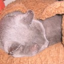 もふもふ毛布始めました　“うるさい抱っこ猫はもふもふで包んで放置プレー”　の巻