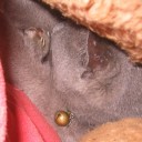 もふもふ毛布始めました　“うるさい抱っこ猫はもふもふで包んで放置プレー”　の巻