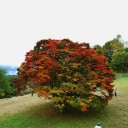 この木何の木　　seven color tree