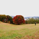 この木何の木　　seven color tree