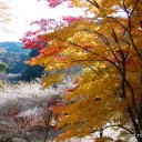 紅葉に、行こうよう！