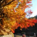 紅葉に、行こうよう！