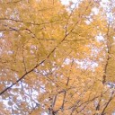 全速力で秋は・・・