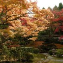 泉涌寺の紅葉。