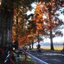 並木道　　straight road tree