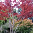 紅葉