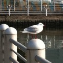 ドーンを待ちながら