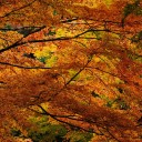 重なり橙　perpendicular arch