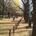イチョウ並木
