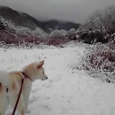 とうとう今朝は