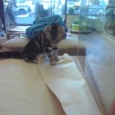 ねこねこ