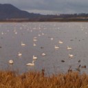 佐潟の白鳥たち