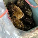 茨城観光大使と行く冬の味覚ツアー