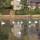 今朝の白鳥