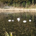 今朝の白鳥
