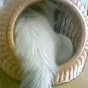 消えた・・・