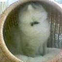 消えた・・・