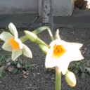 ちいさいはるみつけた。