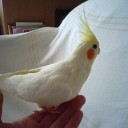 雛