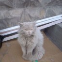 その他　捨て猫　野良猫