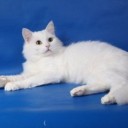 その他　捨て猫　野良猫