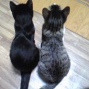 みーみ115日目