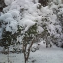 雪景色