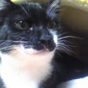 ネコちゃんず125日目