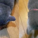 「この味がいいね」と猫が言ったから（ｒｙ　“２月１６日は鰹節記念日だっ！文句あるかっ！”