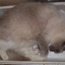溺愛　箱入り娘