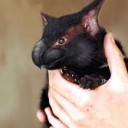 なるがにゃんにゃん
