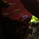 月曜日は魚の日