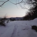 犬がなぜか