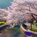 最初の旅は桜にしよう