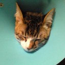 ネコちゃんず137日目