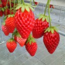 ちょっとそこまで苺狩ってきました。