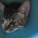 ネコちゃんず140日目
