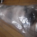 溺愛　袋入り娘