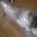 溺愛　袋入り娘