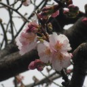 春近し