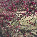 梅と桜とあわせてみれば・・・（追記しました）