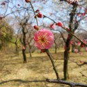 梅と桜とあわせてみれば・・・（追記しました）