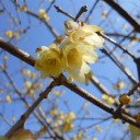 梅と桜とあわせてみれば・・・（追記しました）