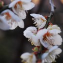 白い花　　small spring