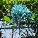 温室の植物