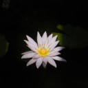 温室の植物