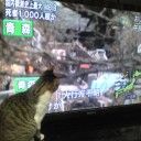 ネコちゃんず152日目