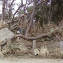 お彼岸なので