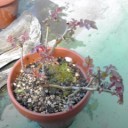 植物の力＆まいにちかあさん（笑）