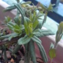 植物の力＆まいにちかあさん（笑）